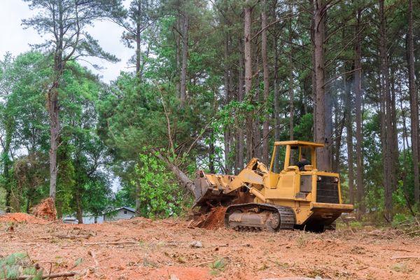 Trees Clearing in Sumter