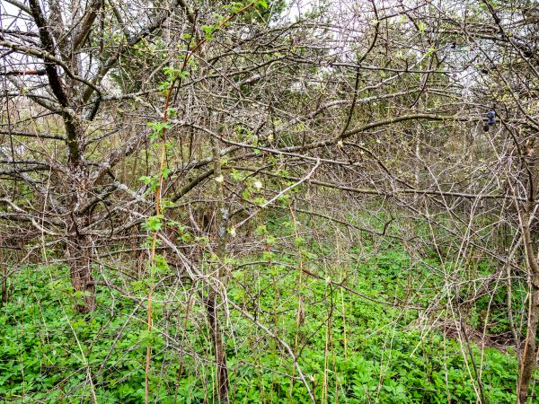 Underbrush Clearing in Sumter