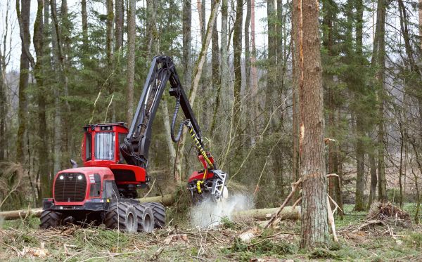 Cost of Forest Clearance Service in Sumter