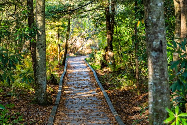 Trail Clearing in Sumter